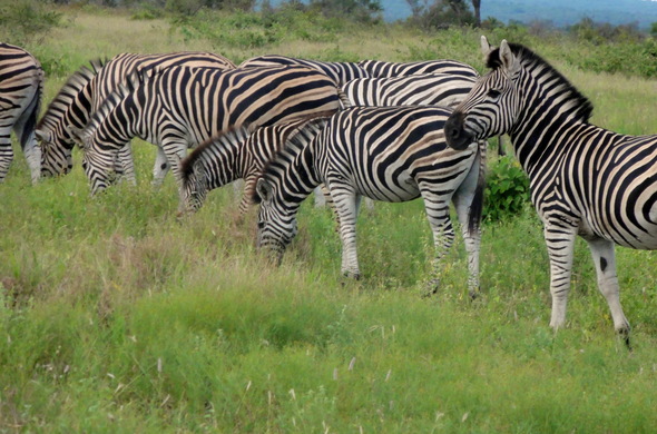 kruger-park-dazzle-zebra-590x390.jpg